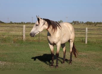 Quarter horse américain, Jument, 8 Ans, Alezan cuivré