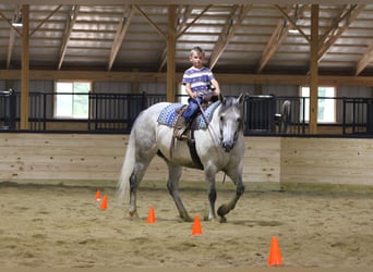 Quarter horse américain, Jument, 8 Ans, Gris