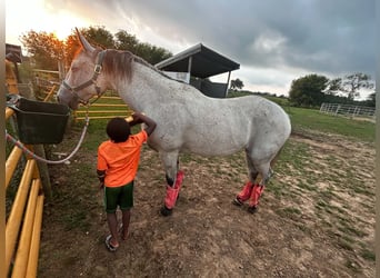 Quarter horse américain, Jument, 8 Ans, Gris