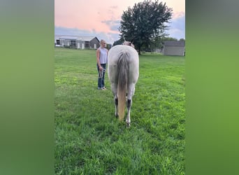 Quarter horse américain, Jument, 8 Ans, Gris