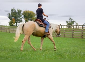 Quarter horse américain, Jument, 8 Ans, Palomino