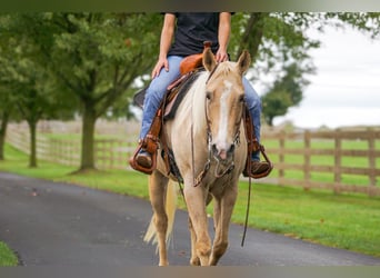 Quarter horse américain, Jument, 8 Ans, Palomino