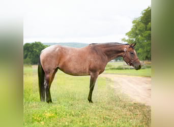Quarter horse américain, Jument, 8 Ans, Roan-Bay