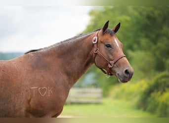 Quarter horse américain, Jument, 8 Ans, Roan-Bay