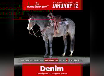 Quarter horse américain, Jument, 8 Ans, Rouan Bleu