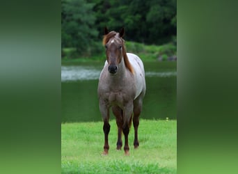 Quarter horse américain, Jument, 8 Ans, Rouan Rouge
