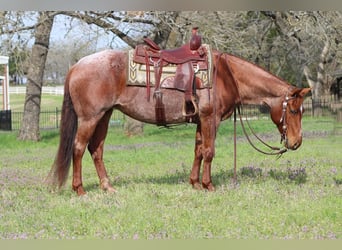 Quarter horse américain, Jument, 8 Ans, Rouan Rouge
