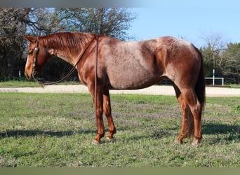 Quarter horse américain, Jument, 8 Ans, Rouan Rouge