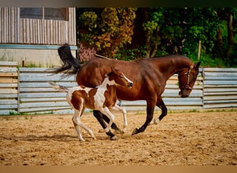 Quarter horse américain, Jument, 9 Ans, 140 cm, Bai