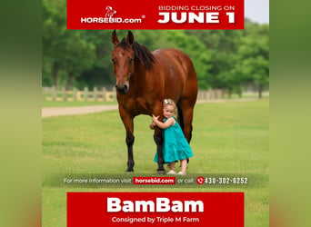 Quarter horse américain, Jument, 9 Ans, 142 cm, Bai cerise