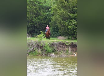 Quarter horse américain, Jument, 9 Ans, 142 cm, Bai cerise