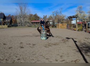 Quarter horse américain, Jument, 9 Ans, 142 cm, Bai cerise