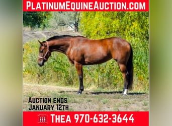 Quarter horse américain, Jument, 9 Ans, 142 cm, Bai cerise