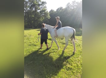 Quarter horse américain, Jument, 9 Ans, 142 cm, Gris