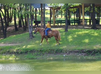 Quarter horse américain, Jument, 9 Ans, 142 cm, Palomino