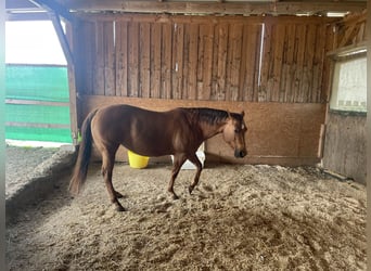 Quarter horse américain, Jument, 9 Ans, 144 cm, Alezan brûlé