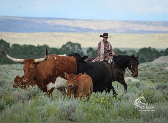Quarter horse américain, Jument, 9 Ans, 145 cm, Bai cerise