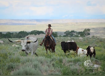 Quarter horse américain, Jument, 9 Ans, 145 cm, Bai cerise