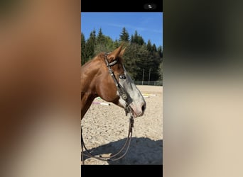 Quarter horse américain, Jument, 9 Ans, 147 cm, Alezan