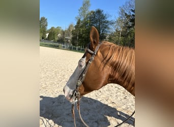 Quarter horse américain, Jument, 9 Ans, 147 cm, Alezan