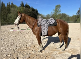 Quarter horse américain, Jument, 9 Ans, 147 cm, Alezan
