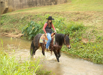 Quarter horse américain, Jument, 9 Ans, 147 cm, Bai cerise