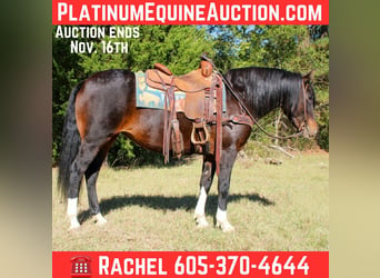 Quarter horse américain, Jument, 9 Ans, 147 cm, Bai cerise