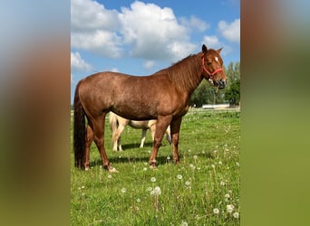Quarter horse américain, Jument, 9 Ans, 150 cm, Alezan