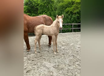 Quarter horse américain, Jument, 9 Ans, 150 cm, Alezan
