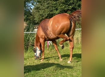 Quarter horse américain, Jument, 9 Ans, 150 cm, Alezan