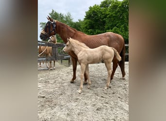 Quarter horse américain, Jument, 9 Ans, 150 cm, Alezan