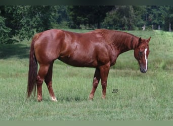 Quarter horse américain, Jument, 9 Ans, 150 cm, Alezan cuivré