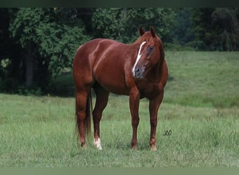 Quarter horse américain, Jument, 9 Ans, 150 cm, Alezan cuivré