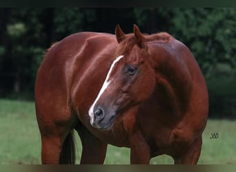 Quarter horse américain, Jument, 9 Ans, 150 cm, Alezan cuivré