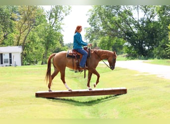 Quarter horse américain, Jument, 9 Ans, 150 cm, Alezan dun