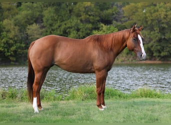 Quarter horse américain, Jument, 9 Ans, 150 cm, Alezan dun
