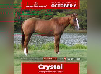 Quarter horse américain, Jument, 9 Ans, 150 cm, Alezan dun