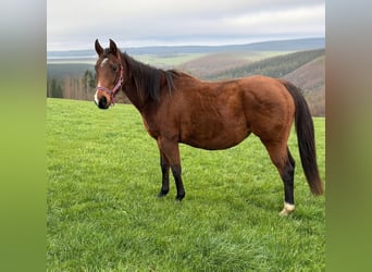 Quarter horse américain, Jument, 9 Ans, 150 cm, Bai