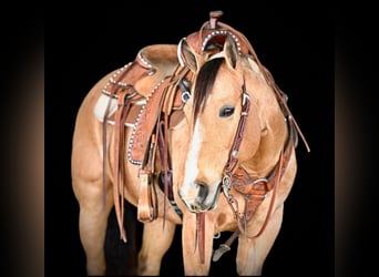 Quarter horse américain, Jument, 9 Ans, 150 cm, Buckskin