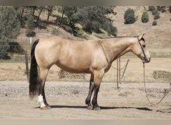 Quarter horse américain, Jument, 9 Ans, 150 cm, Buckskin