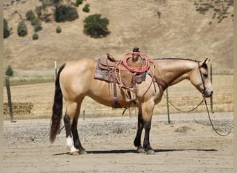 Quarter horse américain, Jument, 9 Ans, 150 cm, Buckskin