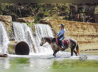 Quarter horse américain, Jument, 9 Ans, 150 cm, Gris