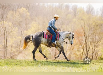 Quarter horse américain, Jument, 9 Ans, 150 cm, Gris
