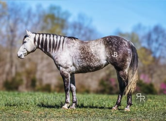 Quarter horse américain, Jument, 9 Ans, 150 cm, Gris