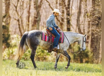 Quarter horse américain, Jument, 9 Ans, 150 cm, Gris