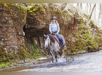 Quarter horse américain, Jument, 9 Ans, 150 cm, Gris
