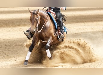 Quarter horse américain, Jument, 9 Ans, 152 cm, Buckskin