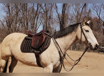 Quarter horse américain, Jument, 9 Ans, 152 cm, Buckskin