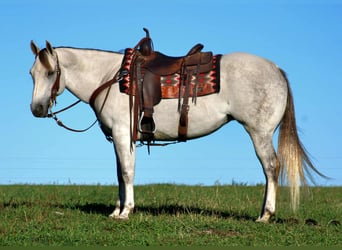 Quarter horse américain, Jument, 9 Ans, 152 cm, Gris