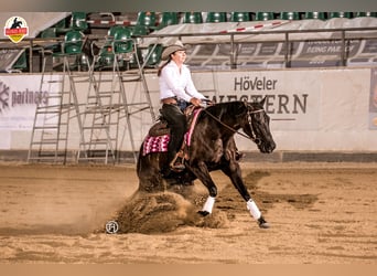 Quarter horse américain, Jument, 9 Ans, 152 cm, Noir